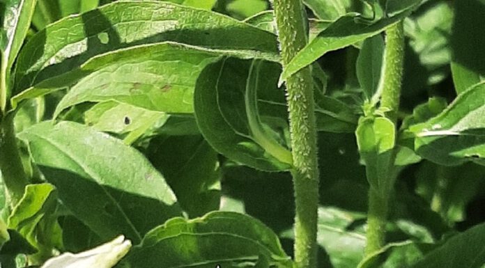 Für mehr Biodiversität: Wettbewerb für naturnahe Gärten und Balkone prämiert beste Beiträge mit Preisgeld