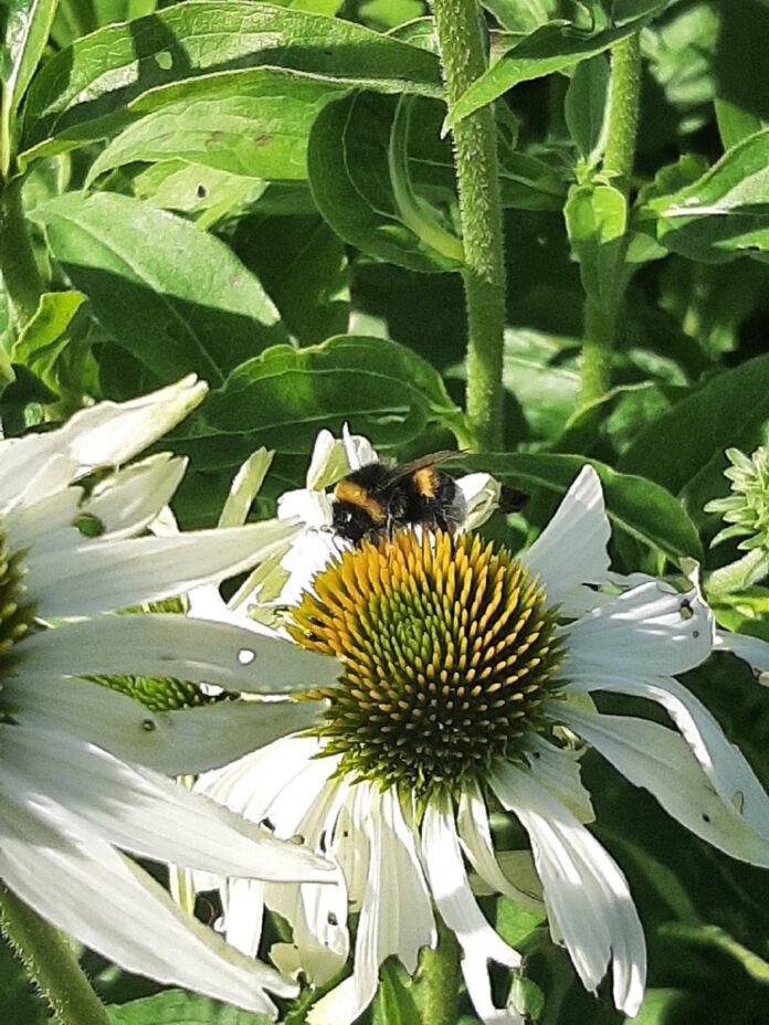 Für mehr Biodiversität: Wettbewerb für naturnahe Gärten und Balkone prämiert beste Beiträge mit Preisgeld