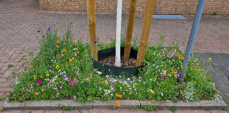 Stadt lässt Grünflächen mit sommerlichen Pflanzen aufblühen