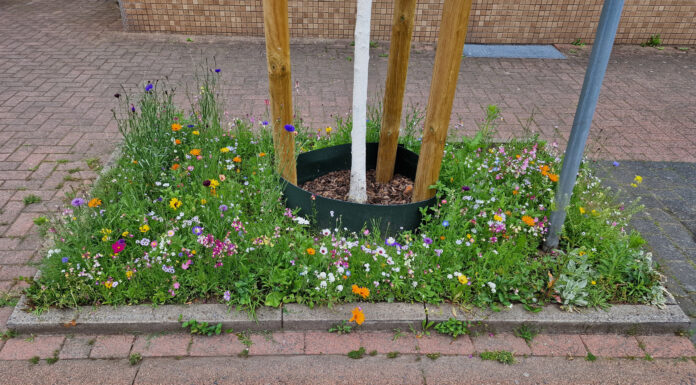 Stadt lässt Grünflächen mit sommerlichen Pflanzen aufblühen