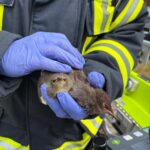 Die Rettung von zwei Staren durch die Ortsfeuerwehr Seelze zeigt den Einsatz für Tiere in Not und die Zusammenarbeit mit Garbsen