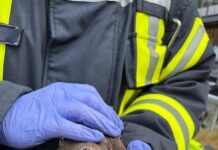 Die Rettung von zwei Staren durch die Ortsfeuerwehr Seelze zeigt den Einsatz für Tiere in Not und die Zusammenarbeit mit Garbsen