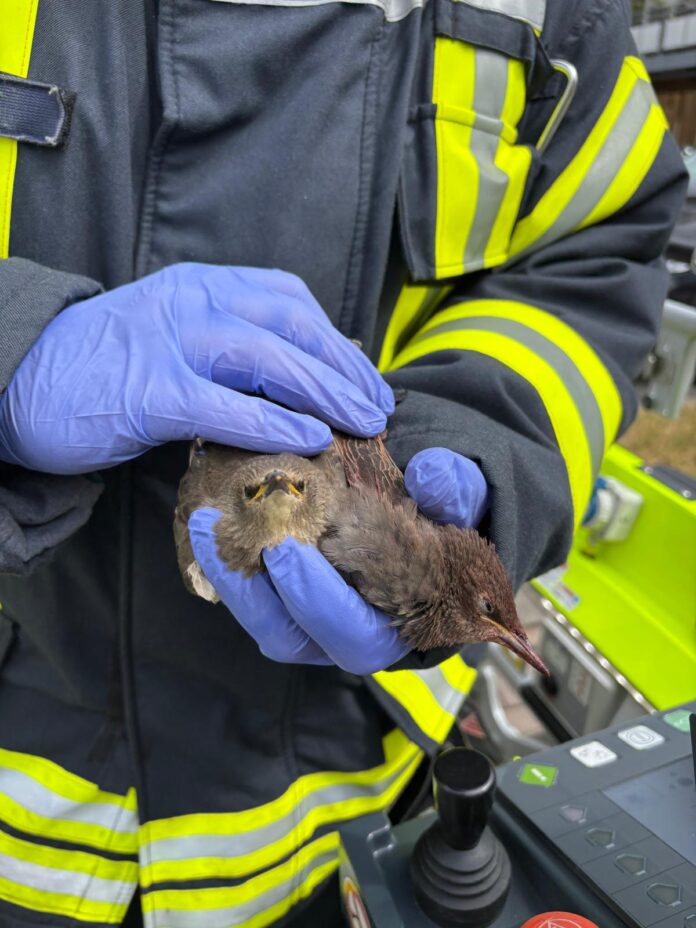 Die Rettung von zwei Staren durch die Ortsfeuerwehr Seelze zeigt den Einsatz für Tiere in Not und die Zusammenarbeit mit Garbsen