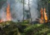 Die Waldbrandgefahr in Niedersachsen steigt aufgrund von Trockenheit und hohen Temperaturen. Niedersächsisches Ministerium und Landesfeuerwehrverband informieren