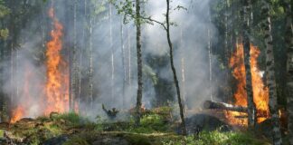 Die Waldbrandgefahr in Niedersachsen steigt aufgrund von Trockenheit und hohen Temperaturen. Niedersächsisches Ministerium und Landesfeuerwehrverband informieren