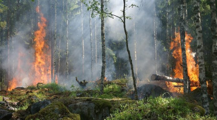 Die Waldbrandgefahr in Niedersachsen steigt aufgrund von Trockenheit und hohen Temperaturen. Niedersächsisches Ministerium und Landesfeuerwehrverband informieren