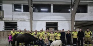 Die Feuerwehr Seelze trainiert Tierrettung mit Pferden und Ponys und erlernt wichtige Sicherheitsmaßnahmen auf der Reitanlage