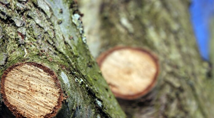 Baumschnittarbeiten: Kanalstraße für Verkehrsteilnehmende zeitweise gesperrt Baumschnittarbeiten: Kanalstraße für Verkehrsteilnehmende zeitweise gesperrt. Einschränkungen gelten von 27. bis 30. Oktober
