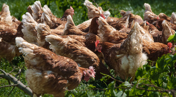 Geflügelpest in Niedersachsen – Tote Wildvögel nicht anfassen, Vorsicht ist geboten Geflügelpest in Niedersachsen - Tote Wildvögel nicht anfassen. Landwirtschaftsministerium warnt vor Kontakt mit kranken Tieren