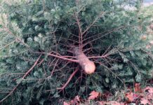 Aha holt Weihnachtsbäume ab: Abfuhrtermine im Umland der Region Hannover stehen fest. Alle wichtigen Informationen zur Abholung