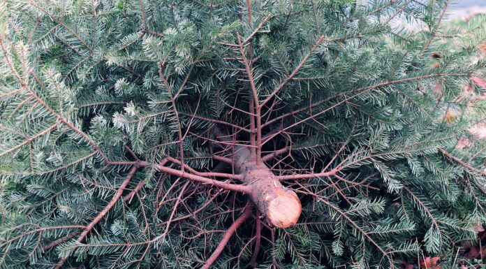 Aha holt Weihnachtsbäume ab: Abfuhrtermine im Umland der Region Hannover stehen fest. Alle wichtigen Informationen zur Abholung