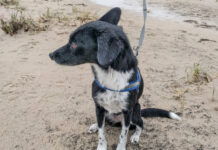 Hunde jetzt an die Leine: Warum Wildtiere besonderen Schutz brauchen Hunde jetzt an die Leine: Vom 1. April bis 15. Juli gilt Anleinpflicht in Wald und freier Landschaft – das steckt dahinter