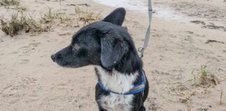 Hunde jetzt an die Leine: Vom 1. April bis 15. Juli gilt Anleinpflicht in Wald und freier Landschaft – das steckt dahinter