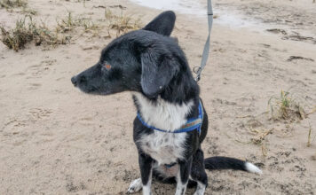 Hunde jetzt an die Leine: Vom 1. April bis 15. Juli gilt Anleinpflicht in Wald und freier Landschaft – das steckt dahinter