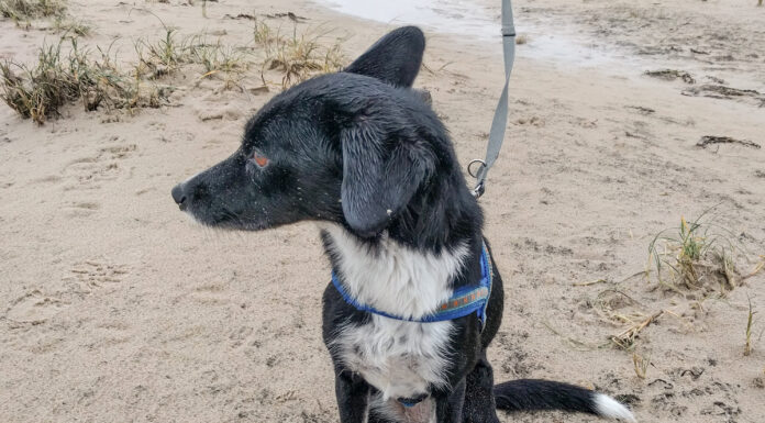 Hunde jetzt an die Leine: Vom 1. April bis 15. Juli gilt Anleinpflicht in Wald und freier Landschaft – das steckt dahinter