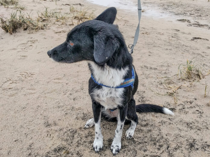 Hund mit Leine an der Leine Hunde jetzt an die Leine: Vom 1. April bis 15. Juli gilt Anleinpflicht in Wald und freier Landschaft – das steckt dahinter