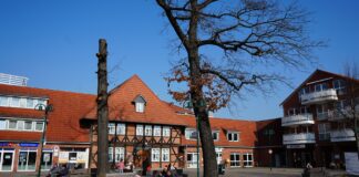 Alte Eiche wird gefällt: Verkehrssicherheit steht im Vordergrund, neue Eiche wird auf dem Platz Alter Krug gepflanzt