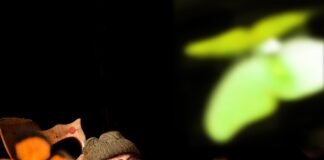 Figurentheater nach Gioconda Belli: Rodolfo erschafft den Schmetterling – Termine, Preise und Karten im Überblick