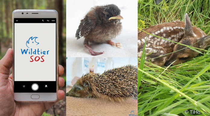 Wildtier in Not? Was tun? – Hilfe für Helfende, App für Wildtiere in Not bietet schnelle Unterstützung
