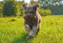 Brut- und Setzzeit: Leinenpflicht für Hunde bis Mitte Juli Leinenpflicht für Hunde bis Mitte Juli: Was jetzt gilt, wo kontrolliert wird und wo es eine Freilauffläche gibt