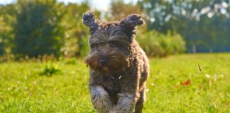 Leinenpflicht für Hunde bis Mitte Juli: Was jetzt gilt, wo kontrolliert wird und wo es eine Freilauffläche gibt