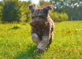 Leinenpflicht für Hunde bis Mitte Juli: Was jetzt gilt, wo kontrolliert wird und wo es eine Freilauffläche gibt