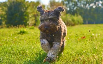 Brut- und Setzzeit: Leinenpflicht für Hunde bis Mitte Juli Leinenpflicht für Hunde bis Mitte Juli: Was jetzt gilt, wo kontrolliert wird und wo es eine Freilauffläche gibt