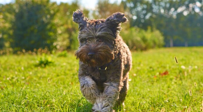 Brut- und Setzzeit: Leinenpflicht für Hunde bis Mitte Juli Leinenpflicht für Hunde bis Mitte Juli: Was jetzt gilt, wo kontrolliert wird und wo es eine Freilauffläche gibt